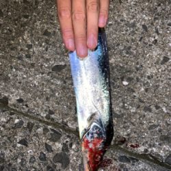 仕事終わりワインド