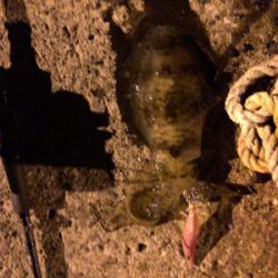 秋イカエギング