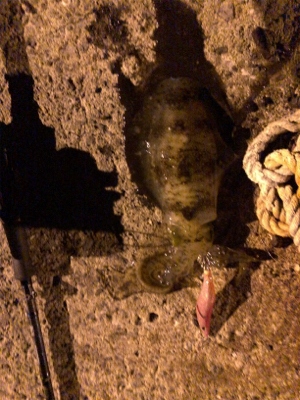 秋イカエギング