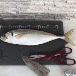 明石  鬼アジ  鯛  たかみ丸
