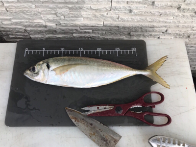 明石  鬼アジ  鯛  たかみ丸