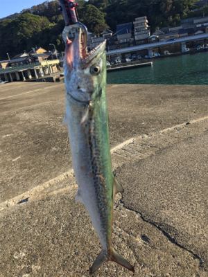 越前、サゴシ！