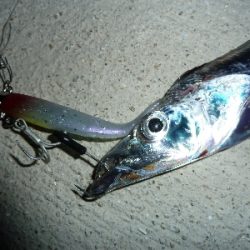 台風後タチウオ調査