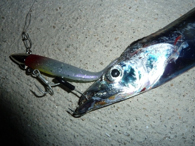 台風後タチウオ調査