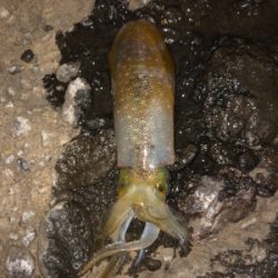 エギロスト頻発後、良型連発!