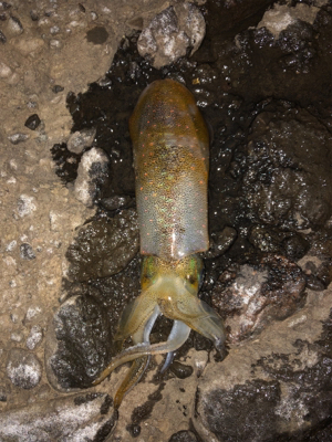 エギロスト頻発後、良型連発!