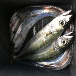 昨日に引き続き