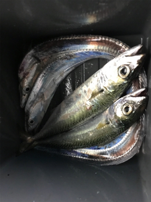 昨日に引き続き