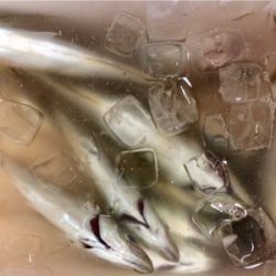 アジンガー1838〜2015