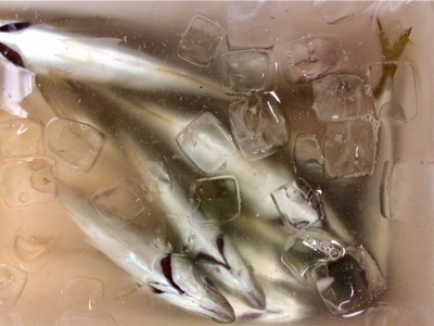 アジンガー1838〜2015