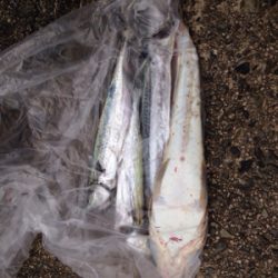 サゴシ45cm,マゴチ52cm、エソ54cm