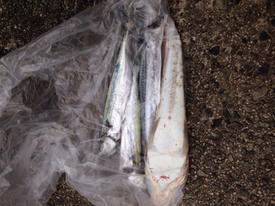 サゴシ45cm,マゴチ52cm、エソ54cm