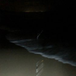 ナイトマゴチング