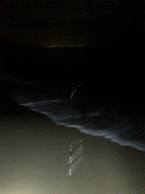 ナイトマゴチング