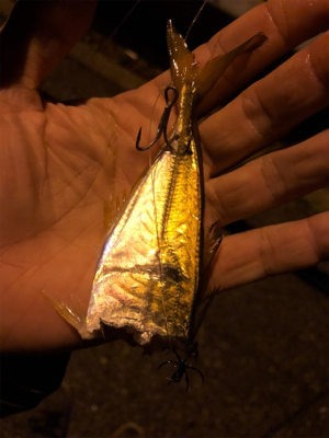 ちょっと良型回遊！