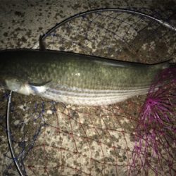 今日も砂揚げ場