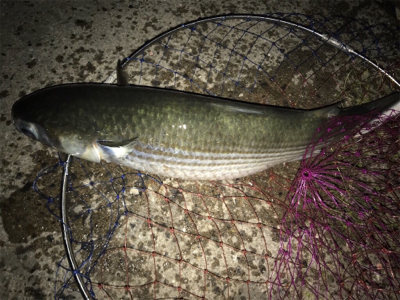 今日も砂揚げ場