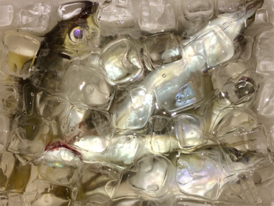 アジンガー1841〜2036