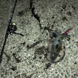 秋イカエギング