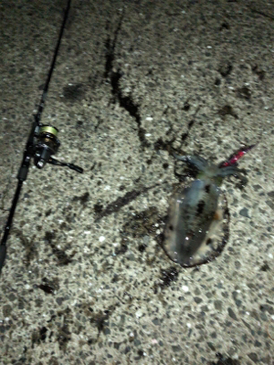 秋イカエギング