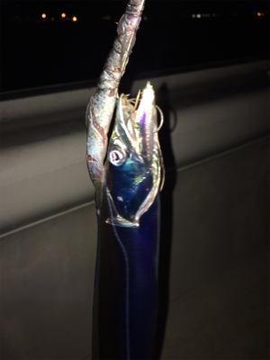 数釣りには最適