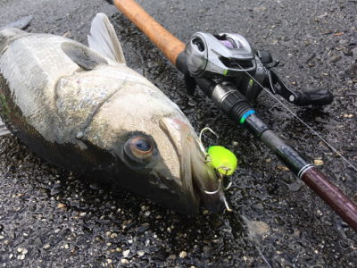 雨中のシーバス