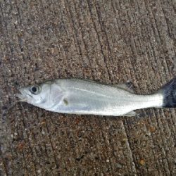 セイゴフィーバー