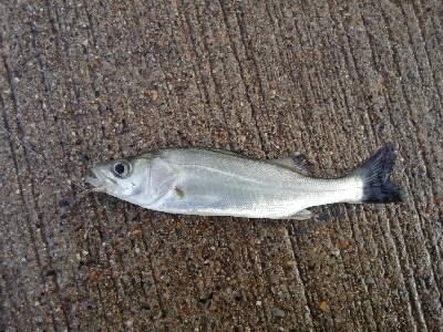 セイゴフィーバー