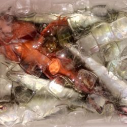 アジンガー1832〜2025