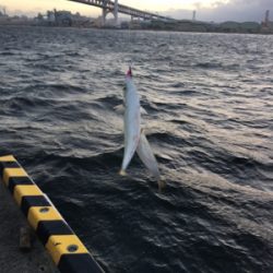 爆風の中、サゴシとサバ