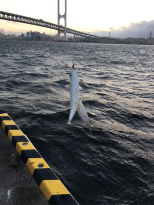 爆風の中、サゴシとサバ