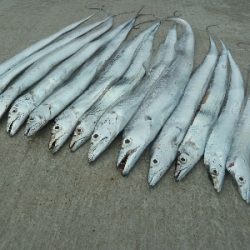 ヤッパリ太刀魚