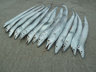 ヤッパリ太刀魚