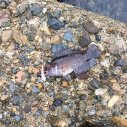 親父たちの釣行 第12弾