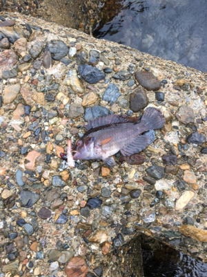 親父たちの釣行 第12弾