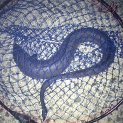 やっぱり餌が釣れる!