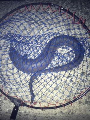 やっぱり餌が釣れる!