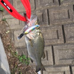 朝夕満ち潮狙い