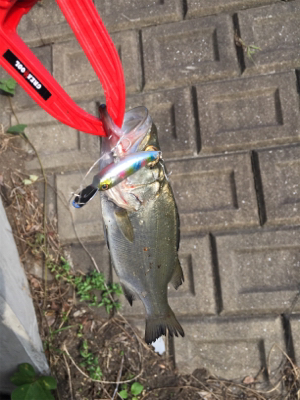 朝夕満ち潮狙い