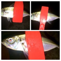 アジンガー1808〜2028