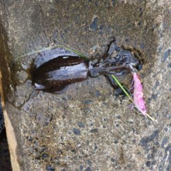 秋イカエギング