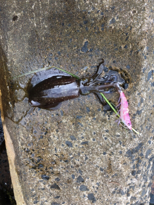 秋イカエギング