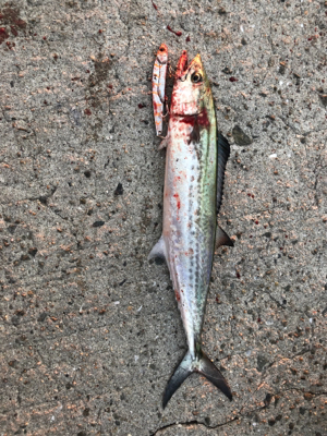 朝一から行って来ました…平磯へ