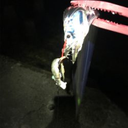 アジングのちに、タチウオ…