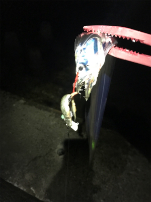 アジングのちに、タチウオ…