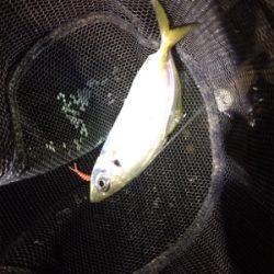 エンジョイライトゲーム!