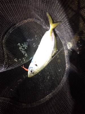 エンジョイライトゲーム!