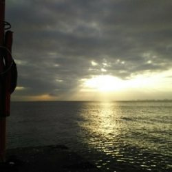 ジグでコノシロ1,2,3