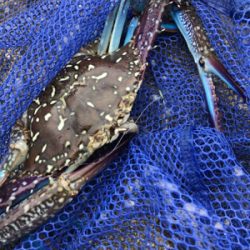 台風直後の樋島釣行