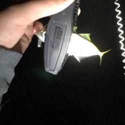 アオリイカを求めて③